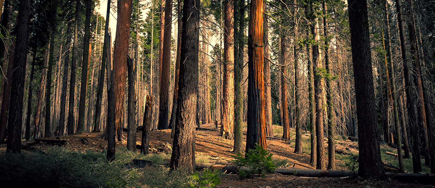 Nature Awaits: Trails for Every Explorer
