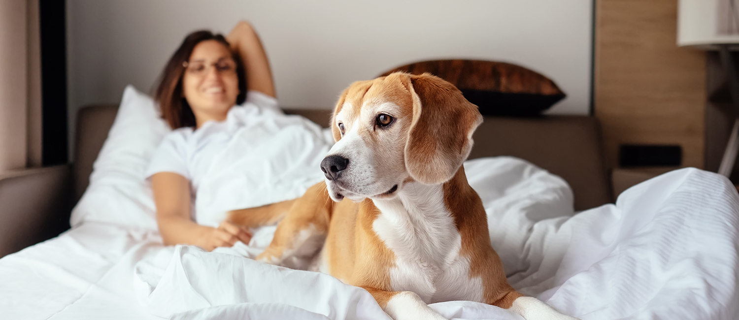 Pet-Friendly Stays in Ukiah
