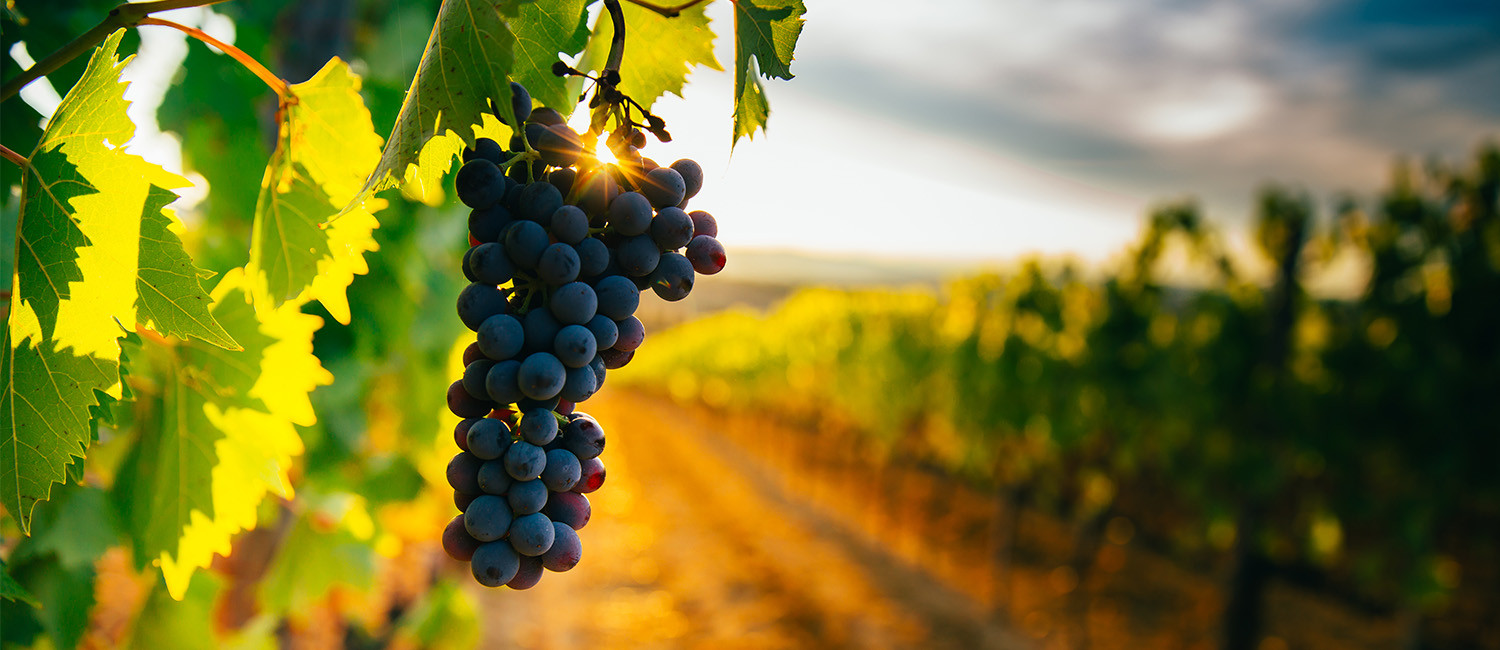 Local Attractions In Ukiah